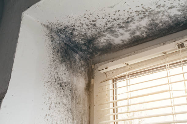 Affordable Crawl Space Mold Remediation solutions in Greenbush, VA
