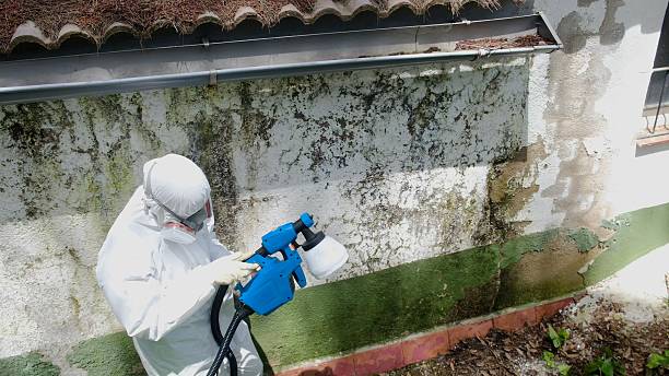 Top rated local Crawl Space Mold Remediation specialists in Greenbush, VA